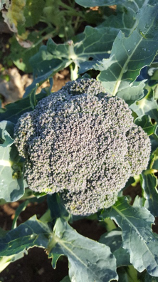 Broccoli (Nick Michalisin)