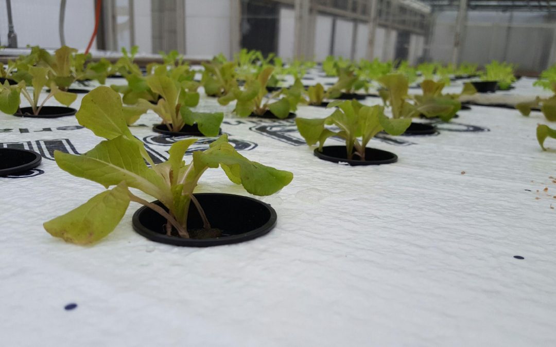 The future of the Student Farm’s hydroponics looks bright!