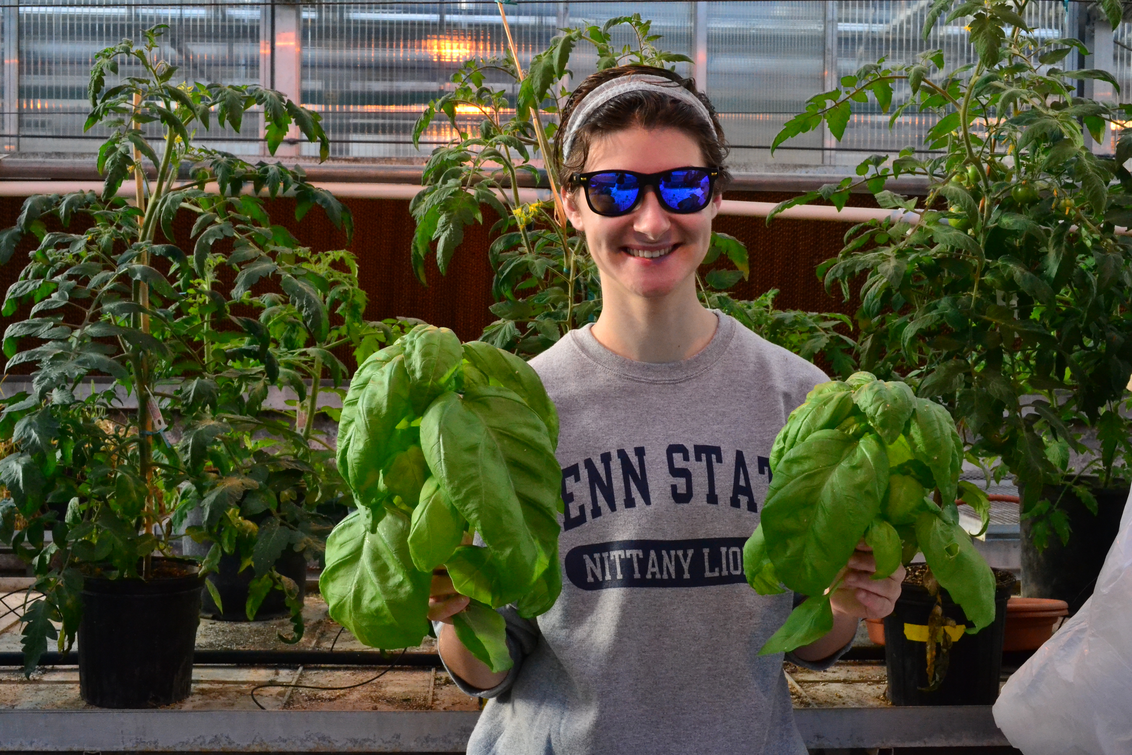 Student Farm Club members harvested and bagged whole basil plants. Check out the size of the leaves!